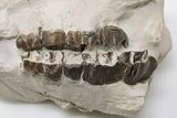 Fossil Running Rhino (Hyracodon) Partial Skull - Wyoming #197345-1